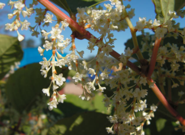 Japanese Knotweed flowers