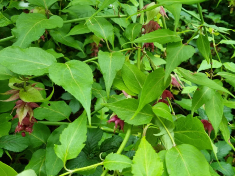 Himalayan honeysuckle