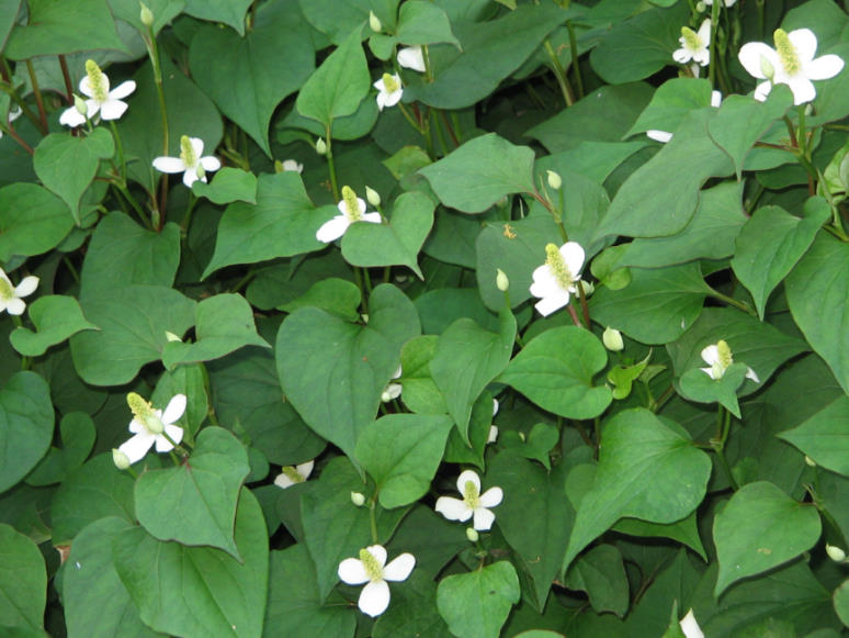 Houttuynia cordata