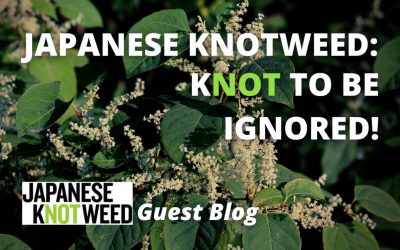 Guest Blog:  Japanese Knotweed