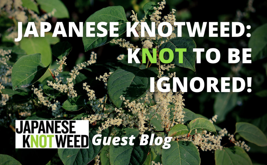 Japanese Knotweed - knot to be ignored