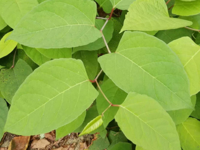 Japanese knotweed leaves