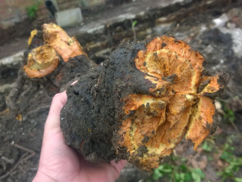 Japanese knotweed Rhizomes (roots)