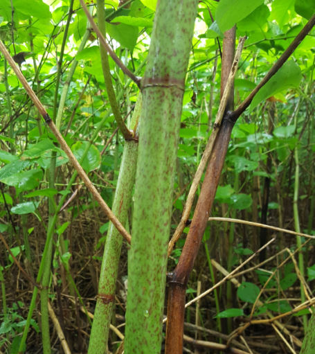 Japanese knotweed stem