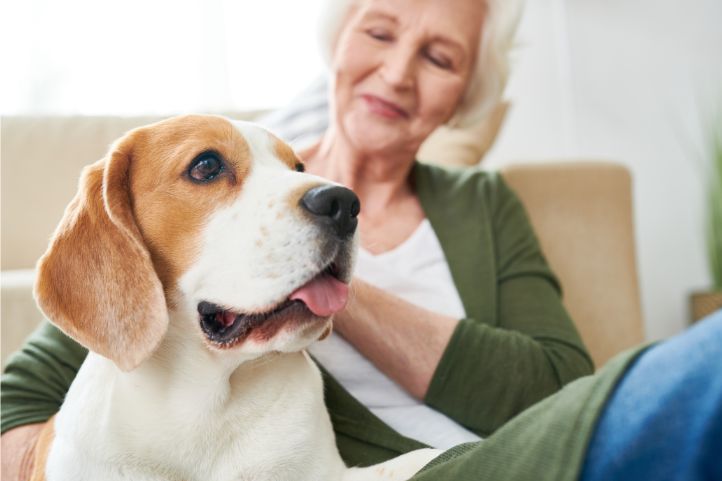 pets in properties dog on sofa