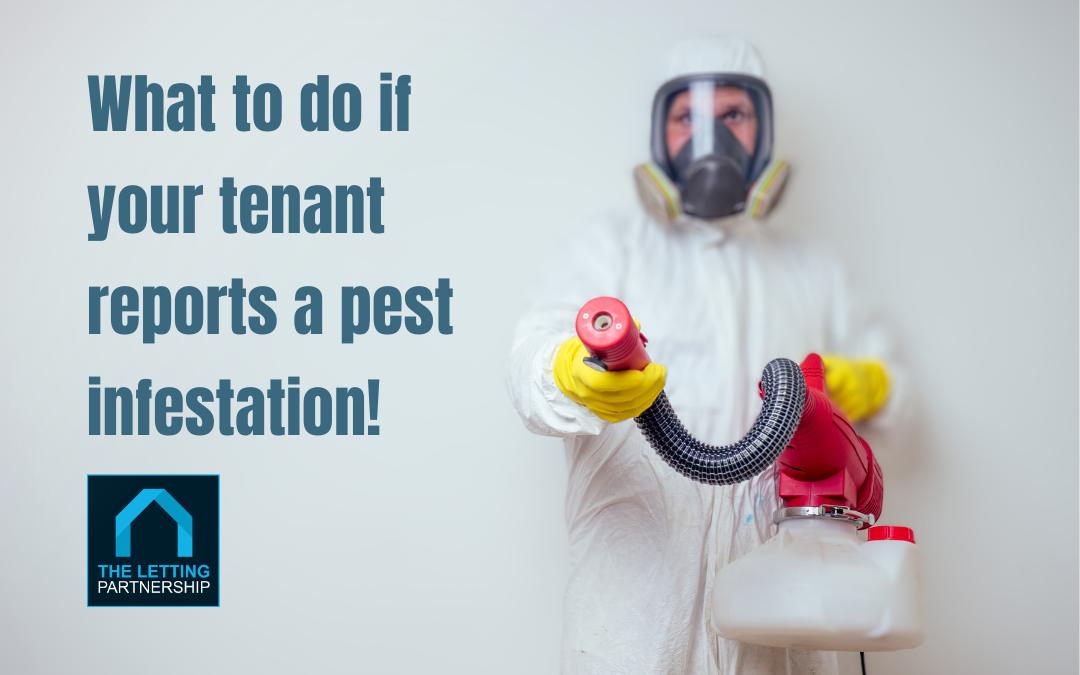 What to do if your tenant reports a pest infestation!
